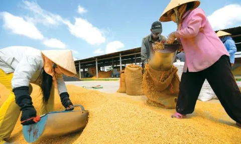 Xuất khẩu gạo Việt Nam vẫn được đẩy mạnh, tiềm năng dẫn đầu "làn sóng" mới